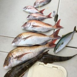 アンタレス 釣果