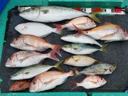 清和丸 釣果