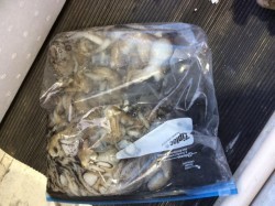 アンタレス 釣果