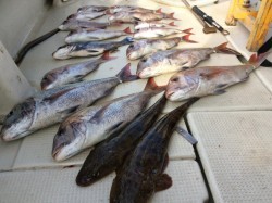 アンタレス 釣果