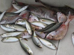 アンタレス 釣果