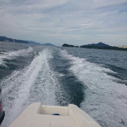 アオリイカえぎんぐ