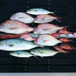 ２回目のタイラバ