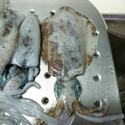 リベンジ　ボートエギング