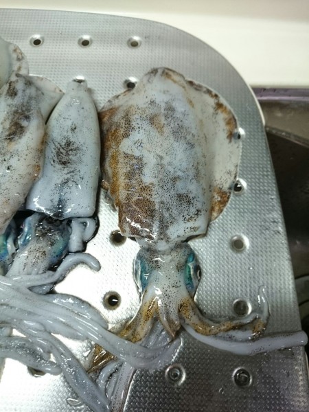 リベンジ　ボートエギング