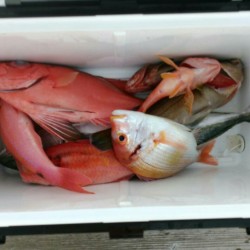 神ノ島周辺釣果報告(マイボート釣行)