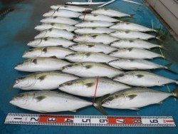 アジアマリンサービス 釣果