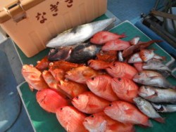 なぎさ丸 釣果