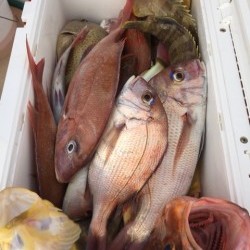 「LaGooN」蒼陽丸 日和号　 釣果