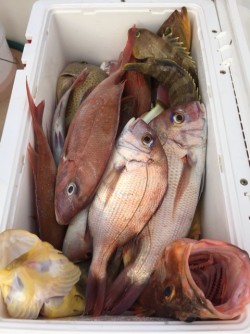 「LaGooN」蒼陽丸 日和号　 釣果