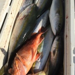 「LaGooN」蒼陽丸 日和号　 釣果