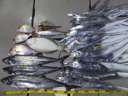 Hit Rush(ヒット ラッシュ） 釣果