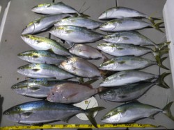 Hit Rush(ヒット ラッシュ） 釣果…