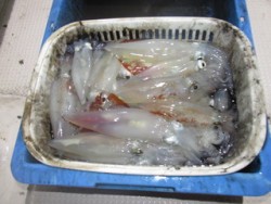 ジギング船 BLUEWATER 釣果