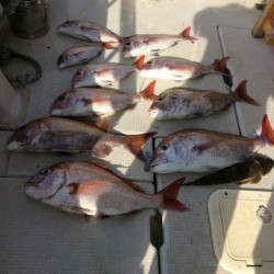 アンタレス 釣果