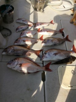 アンタレス 釣果