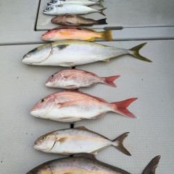 オーシャンキッズ 釣果