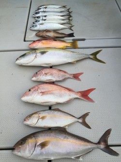 オーシャンキッズ 釣果