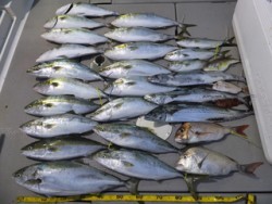 Hit Rush(ヒット ラッシュ） 釣果