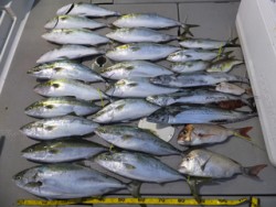 Hit Rush(ヒット ラッシュ） 釣果…