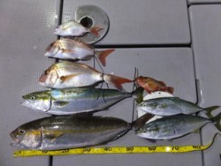 Hit Rush(ヒット ラッシュ） 釣果