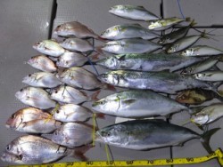 Hit Rush(ヒット ラッシュ） 釣果