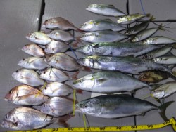 Hit Rush(ヒット ラッシュ） 釣果…