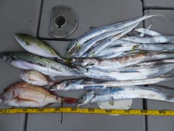 Hit Rush(ヒット ラッシュ） 釣果…