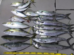 Hit Rush(ヒット ラッシュ） 釣果