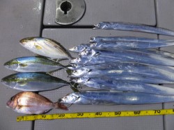 Hit Rush(ヒット ラッシュ） 釣果…