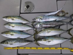 Hit Rush(ヒット ラッシュ） 釣果