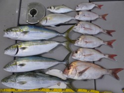 Hit Rush(ヒット ラッシュ） 釣果…