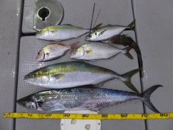 Hit Rush(ヒット ラッシュ） 釣果…