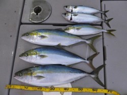 Hit Rush(ヒット ラッシュ） 釣果