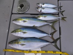 Hit Rush(ヒット ラッシュ） 釣果…