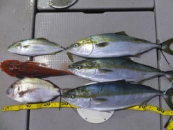 Hit Rush(ヒット ラッシュ） 釣果