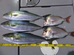 Hit Rush(ヒット ラッシュ） 釣果