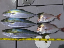 Hit Rush(ヒット ラッシュ） 釣果…