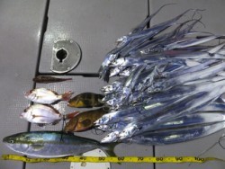 Hit Rush(ヒット ラッシュ） 釣果