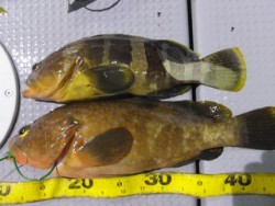 Hit Rush(ヒット ラッシュ） 釣果