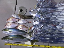 Hit Rush(ヒット ラッシュ） 釣果