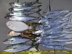 Hit Rush(ヒット ラッシュ） 釣果…