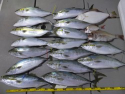 Hit Rush(ヒット ラッシュ） 釣果…