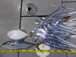 Hit Rush(ヒット ラッシュ） 釣果…