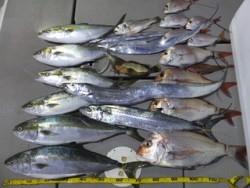 Hit Rush(ヒット ラッシュ） 釣果