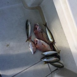 アンタレス 釣果