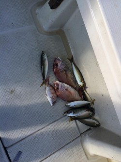 アンタレス 釣果