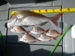 sea boss　シーボス 釣果