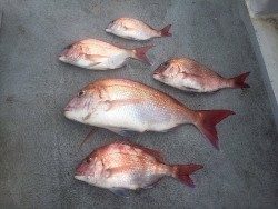 ゲームフィッシング バレントン 釣果