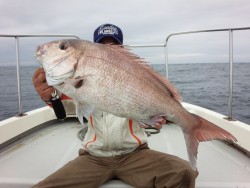 MATSUSHIMA SEANET 釣果